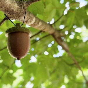 2 Acorn Cache Containers