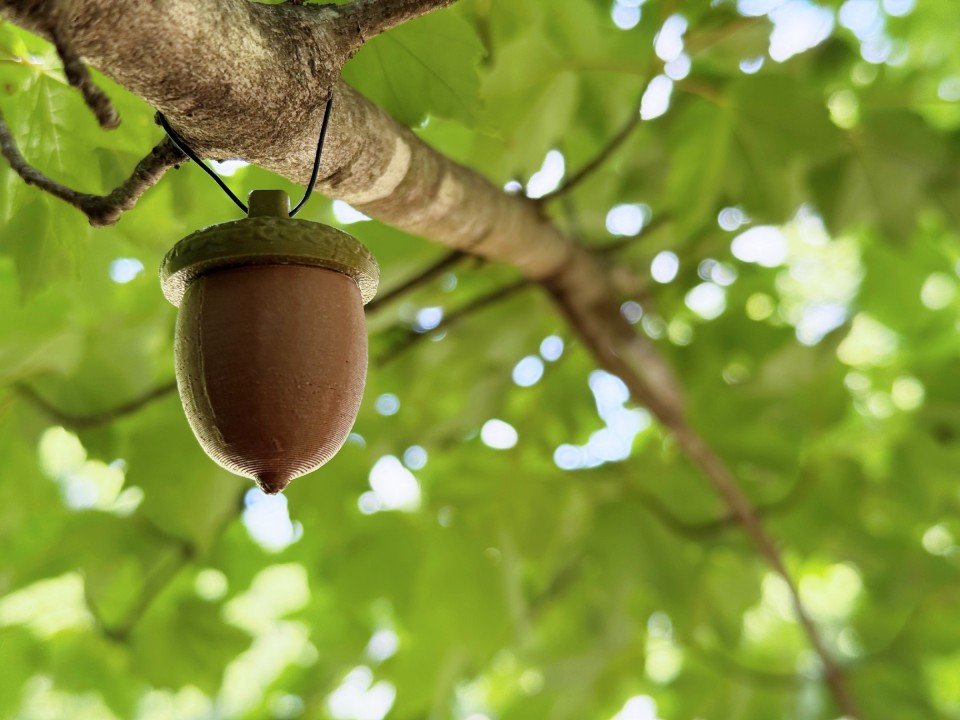 2 Acorn Cache Containers